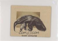 Giant Anteater