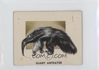 Giant Anteater [Good to VG‑EX]