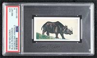 Black Rhinoceros [PSA 8 NM‑MT]