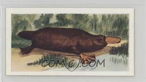 1954 Neilson's Chocolate Interesting Animals - [Base] #28 - Duck-Billed Platypus