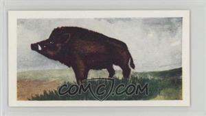 1954 Neilson's Chocolate Interesting Animals - [Base] #30 - Wild Boar