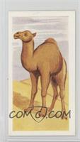 Dromedary