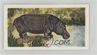 Hippopotamus