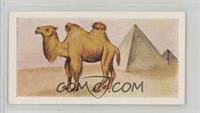 Bactrian Camel