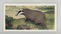 Badger