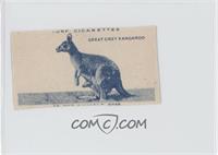 Great Grey Kangaroo [Altered]