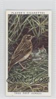 Tree Pipit