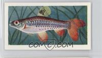 Cope's Spotted Characin [Good to VG‑EX]