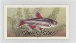 1957 Mitcham Foods Aquarium Fish Series 2 - [Base] #36 - Bloodfin