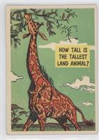 How Tall is the Tallest Land Animal?