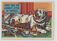 What Was the Largest Litter of Puppies?