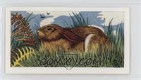 The Brown Hare