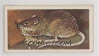 The Common or Brown Rat [Good to VG‑EX]