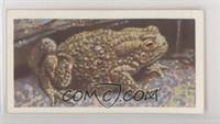 The Common Toad [Poor to Fair]