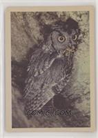 Screech Owl [Poor to Fair]