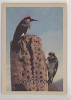 Acorn Woodpecker (M and F) [Poor to Fair]