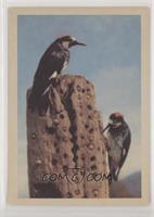 Acorn Woodpecker (M and F)