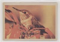 Allen's Hummingbird (Young)