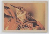 Allen's Hummingbird (Young)