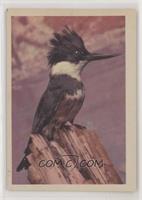 Belted Kingfisher (F)