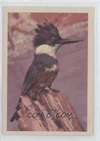 Belted Kingfisher (F)