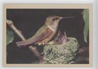 Costa Hummingbird (F on Nest)