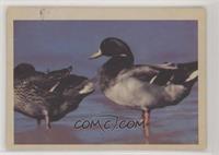 Greenheaded Mallard Duck (M & F) [Good to VG‑EX]