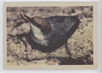 Pigmy Nuthatch