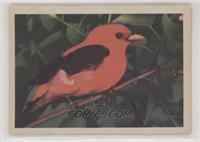 Scarlet Tanager (M)