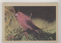 Sierra Red Crossbill (M)