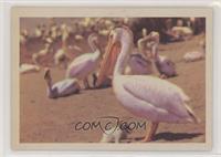 White Pelican