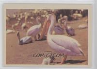 White Pelican