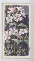 Soapwort [Good to VG‑EX]