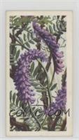 Tufted Vetch