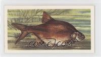 Bronze Bream