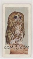 Tawny Owl [Poor to Fair]