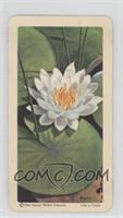 Sweet-Scented White Water-Lily
