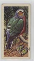 Ceylon Emerald Dove [Good to VG‑EX]