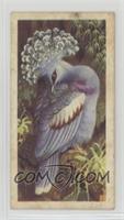 Victoria Crowned Pigeon [Good to VG‑EX]