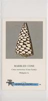 Marbled Cone