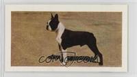 Boston Terrier