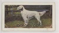 English Setter [Poor to Fair]