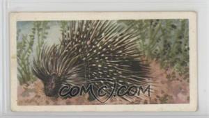 1962 Brooke Bond African Wild Life - Tea [Base] #19 - Porcupine