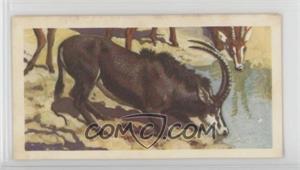 1962 Brooke Bond African Wild Life - Tea [Base] #37 - Sable Antelope