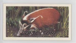 1962 Brooke Bond African Wild Life - Tea [Base] #47 - Red River-Hog