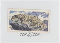 Snow Leopard [Poor to Fair]