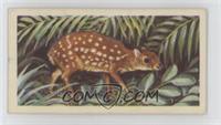 Indian Chevrotain