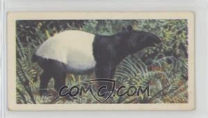 1962 Brooke Bond Asian Wild Life - Tea [Base] #42 - Malay Tapir