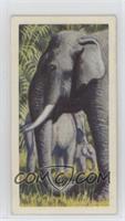 Asiatic Elephant