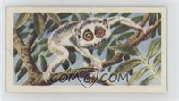 Slender Loris